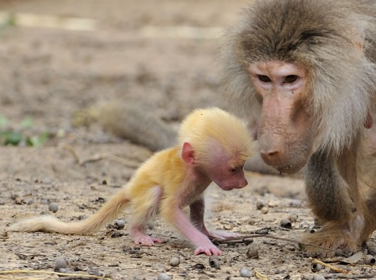 baby baboon