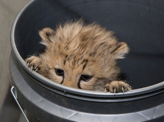 Baby cheetah in a bucket
