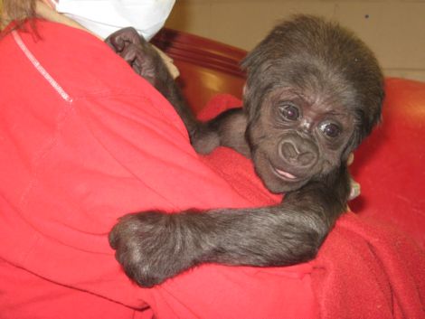 Baby gorilla