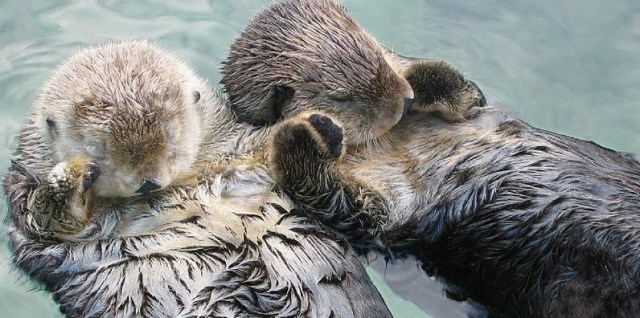 sleeping sea otters